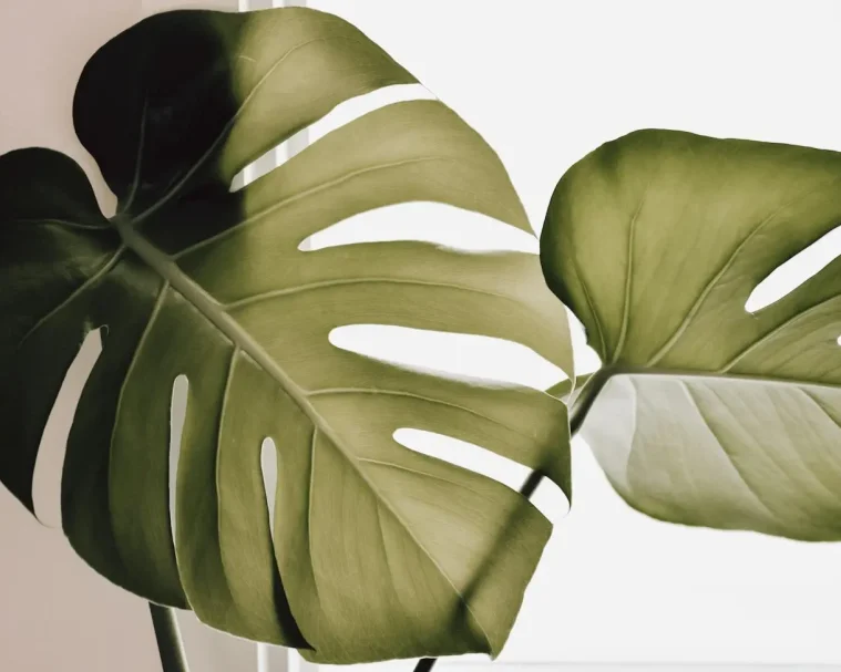 pexels-qwirkiandco-15583000 Green interior plants